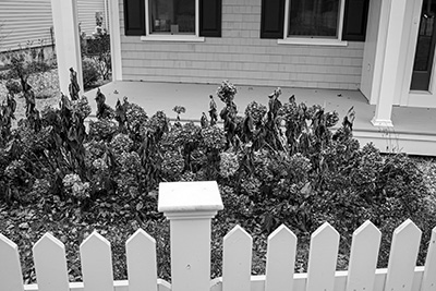 Picket Fence and Dead Hydrangeas