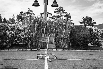 Market and Shopping Cart