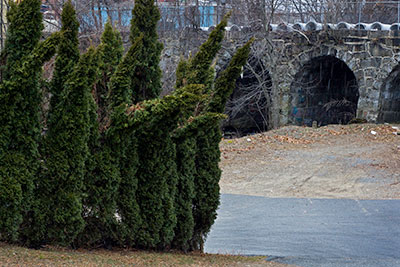 Bent Trees and Railroad Bridge