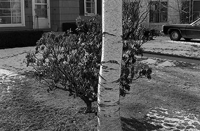 Birch Tree and Shrub, Greenfield, MA