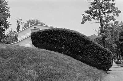 Hedges, Athens, OH