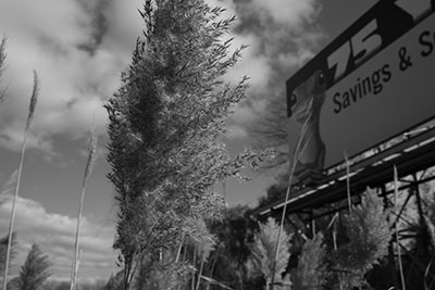 Pussy Willow and Billboard